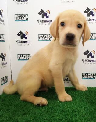 Labrador Puppy For Sale