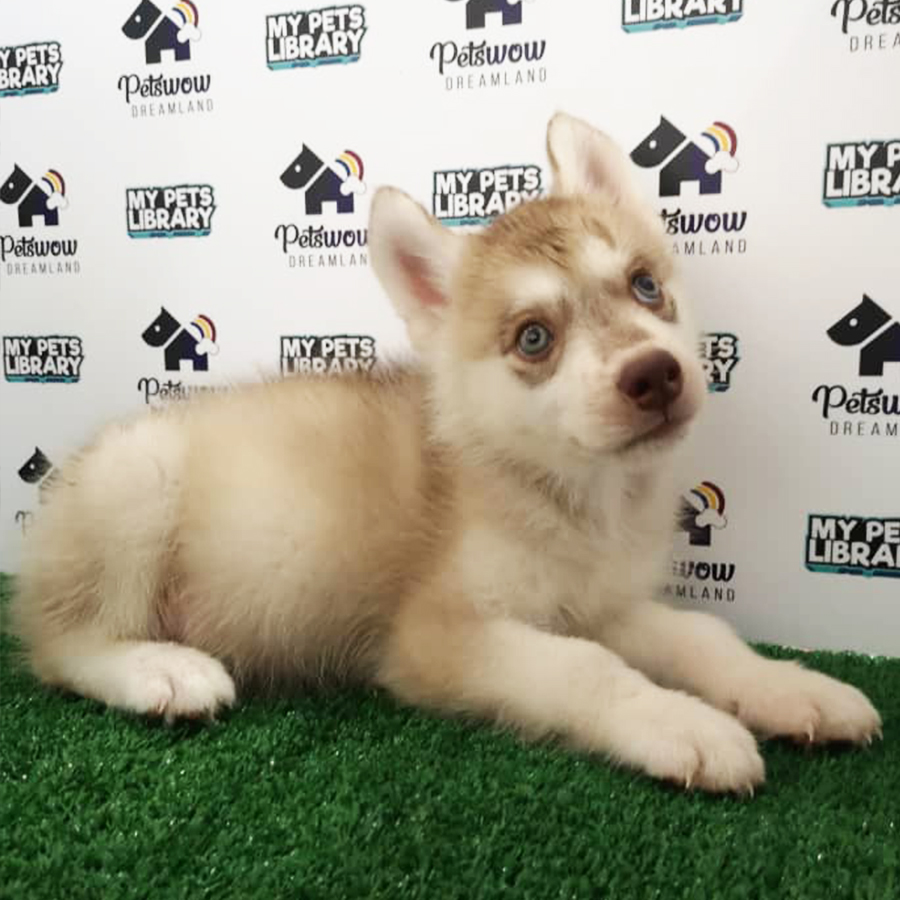 Siberian Husky Puppy For Sale