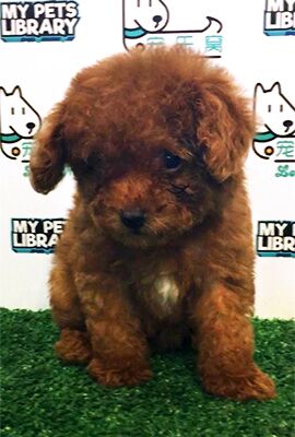Tiny Toy Poodle Puppy For Sale