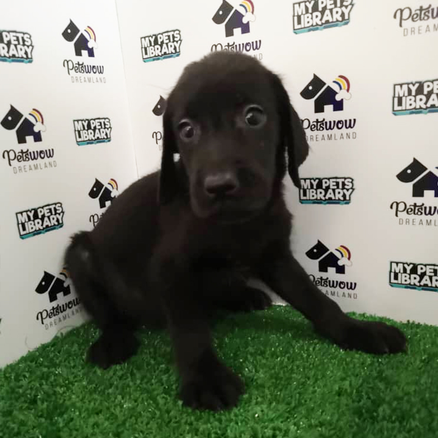 Black Labrador Puppy For Sale
