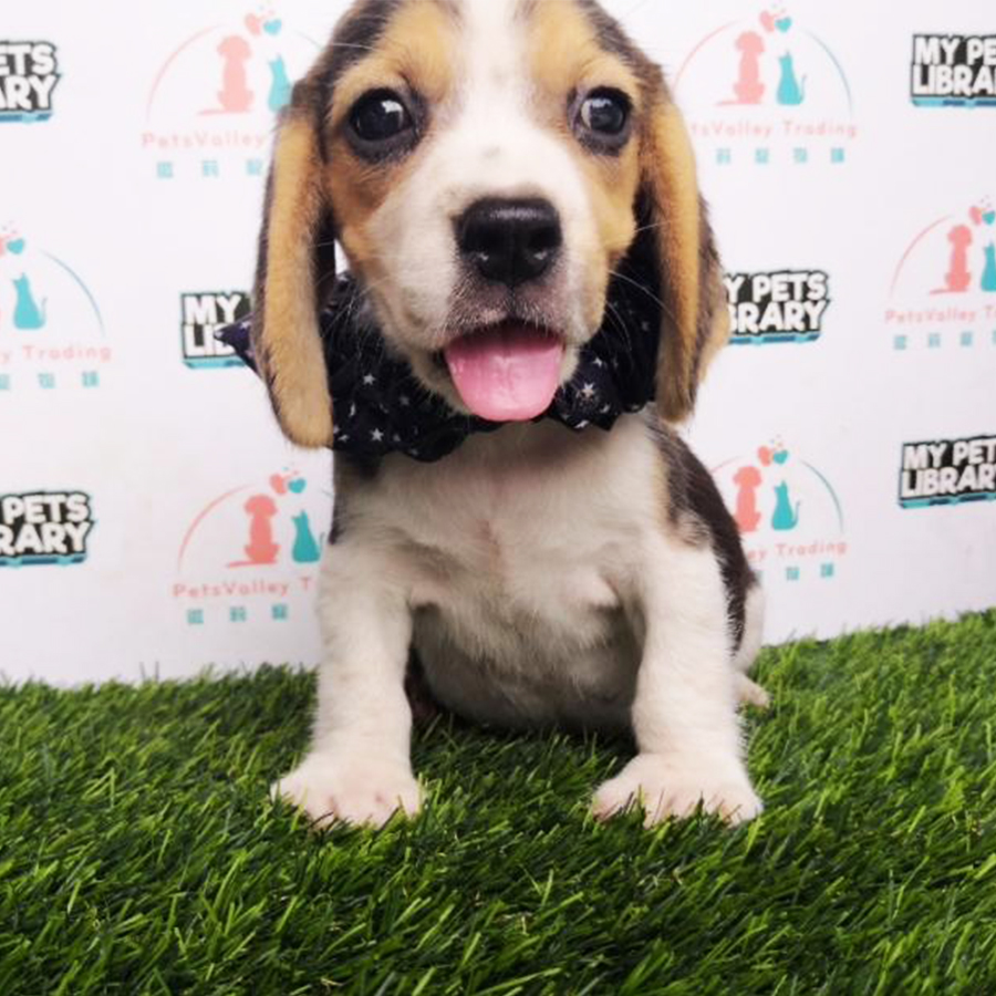 Beagle Puppy For Sale