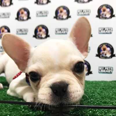 French Bulldog Puppy (Male) For Sale