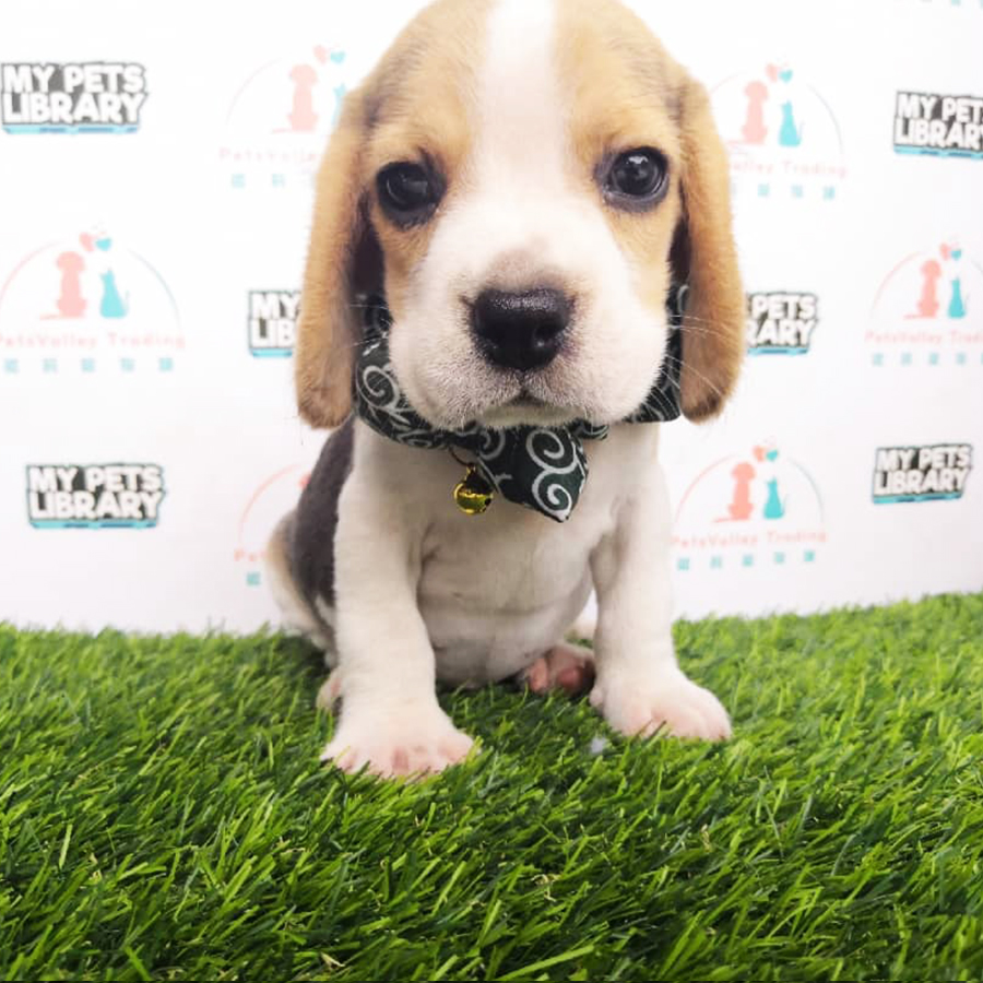 Beagle Puppy For Sale