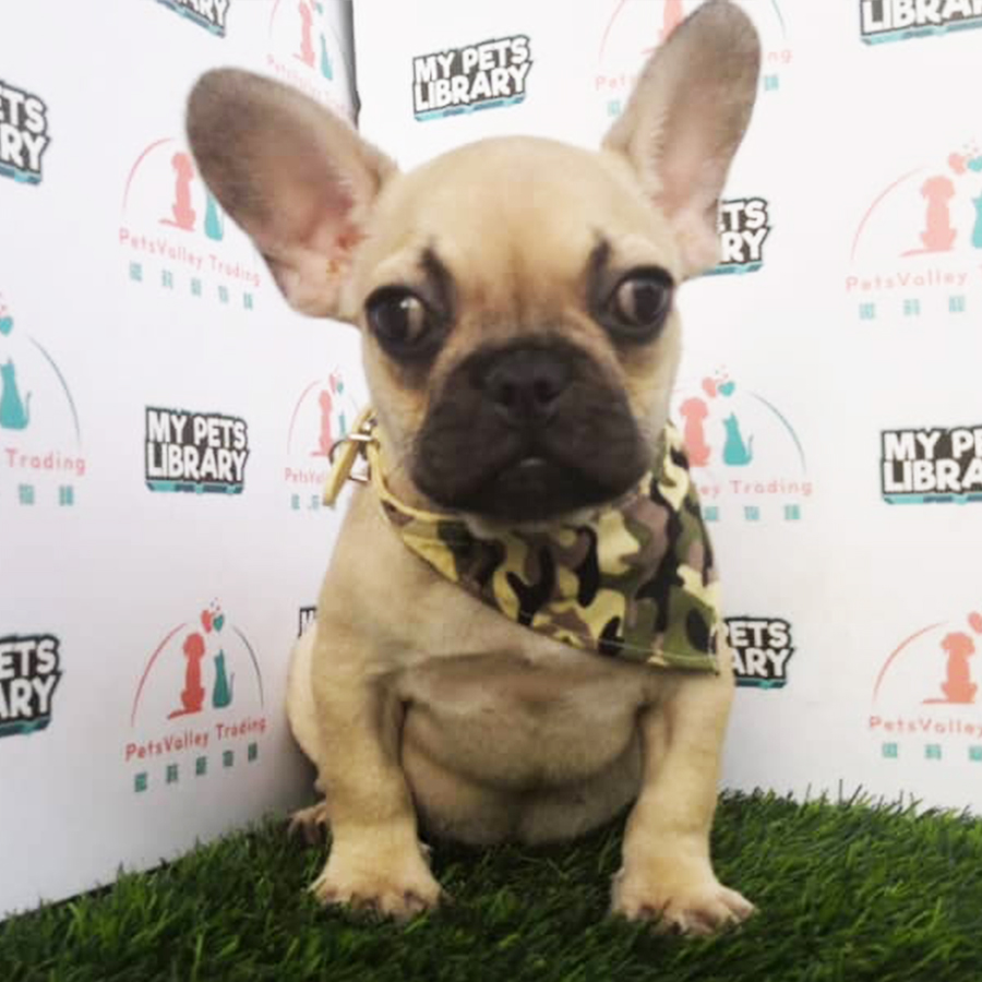 French Bulldog Puppy (Female) For Sale