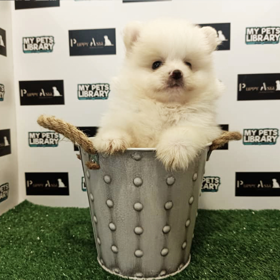 Cream White Pomeranian Puppy (Male) For Sale