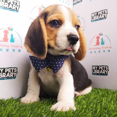 Beagle Puppy For Sale