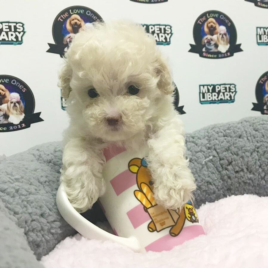 Cream White Tea Cup Poodle (Female) For Sale
