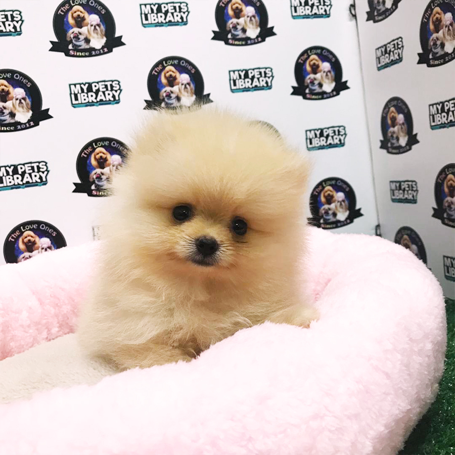 Pomeranian Puppy (Male) For Sale