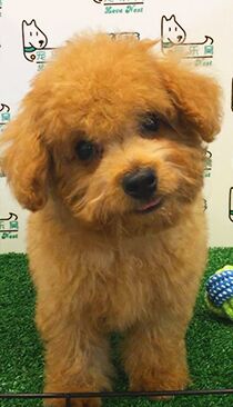 Toy Poodle Puppy For Sale