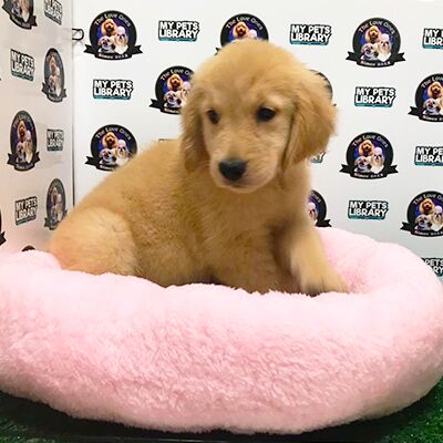 Malaysia Champion Bloodline Big Bone Golden Retriever For Sale