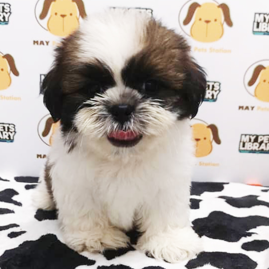 Shih Tzu Puppy (Male) For Sale