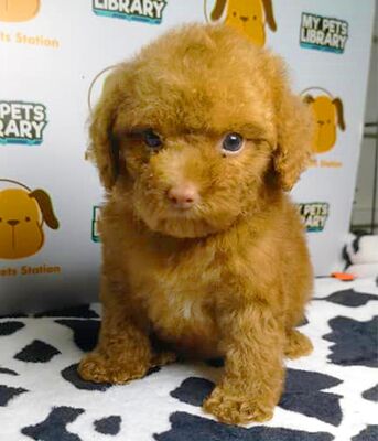 Toy Poodle Puppy For Sale