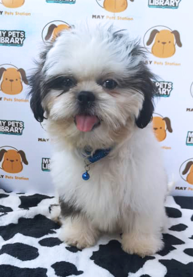 Shih Tzu Puppy For Sale