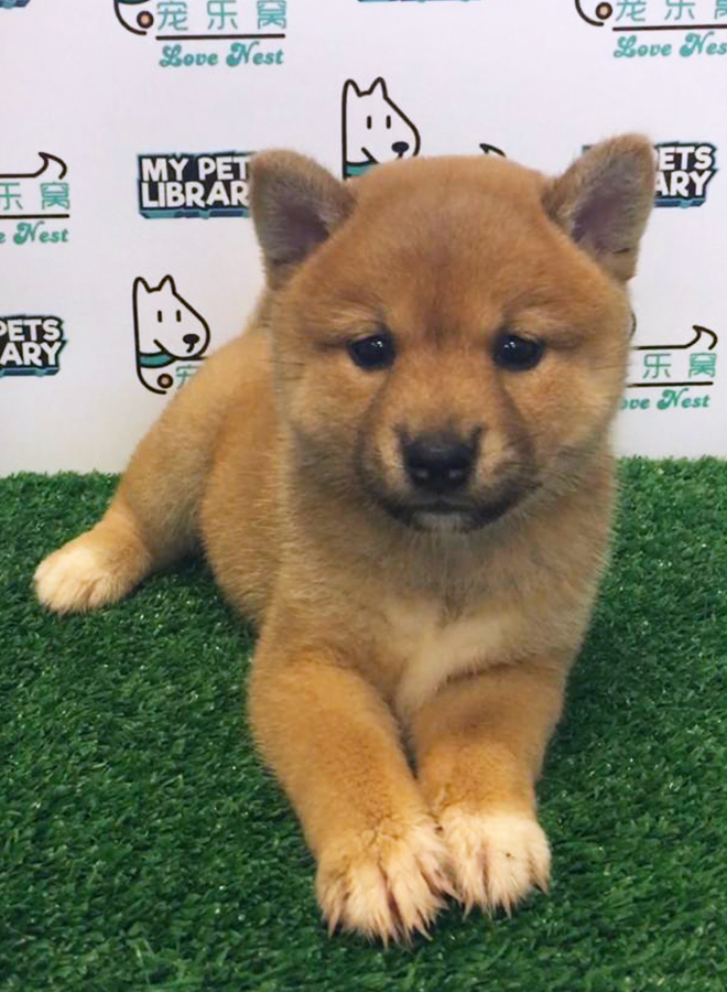 Shiba Inu Puppy For Sale