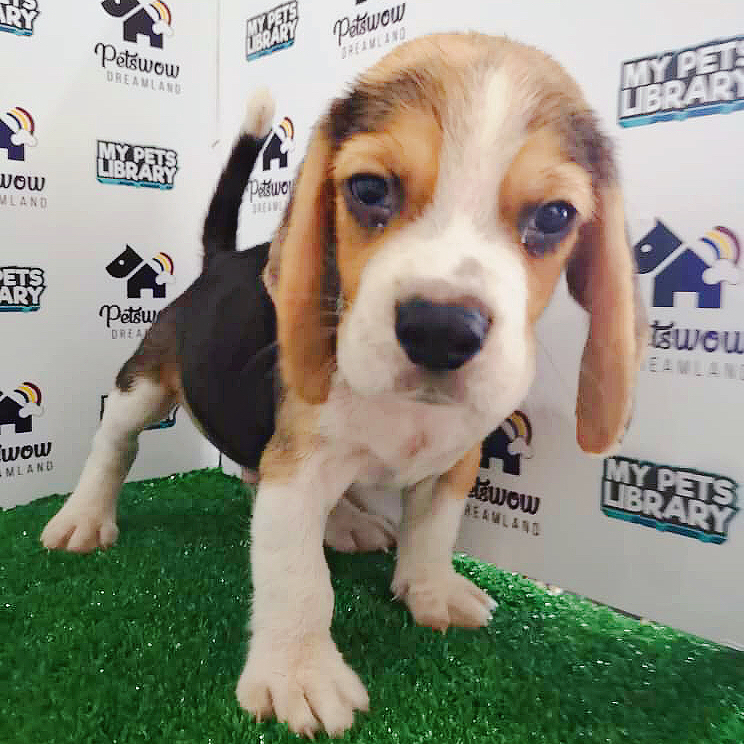 Beagle Puppy For Sale