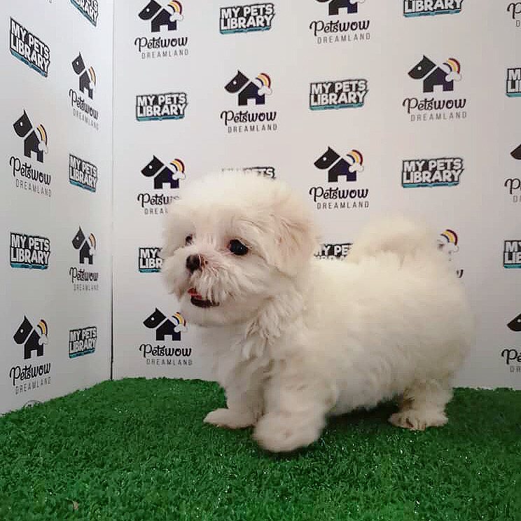 Maltese Puppy For Sale