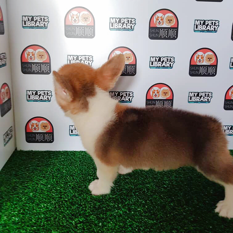 Corgi Puppy For Sale (Female)