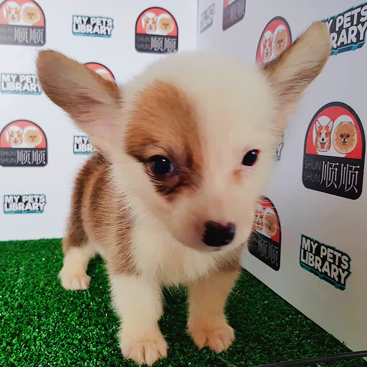 Corgi Puppy For Sale (Male)