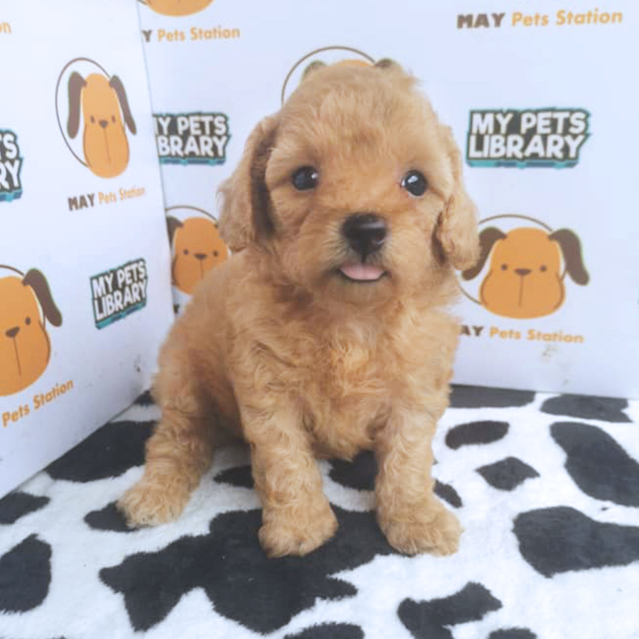 Tiny Toy Poodle Puppy For Sale