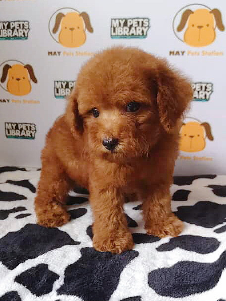 Toy Poodle Puppy with MKA Cert