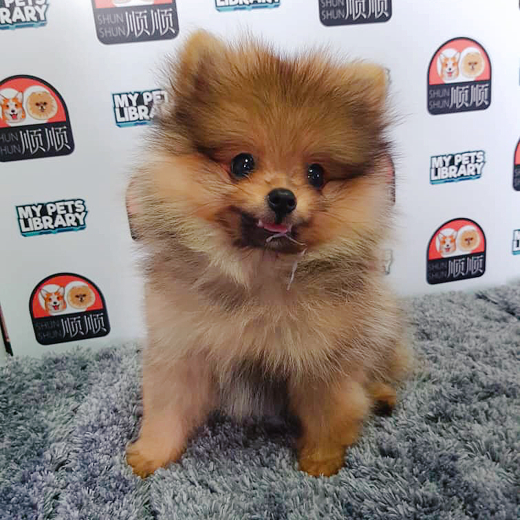 Pomeranian Puppy For Sale