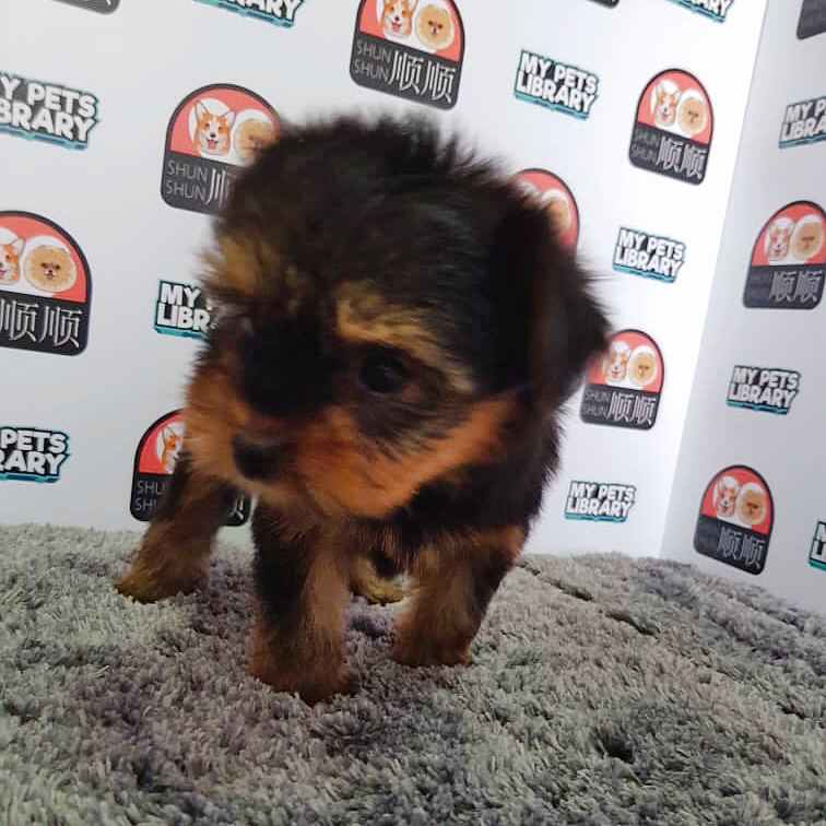 Yorkshire Terrier Puppy For Sale