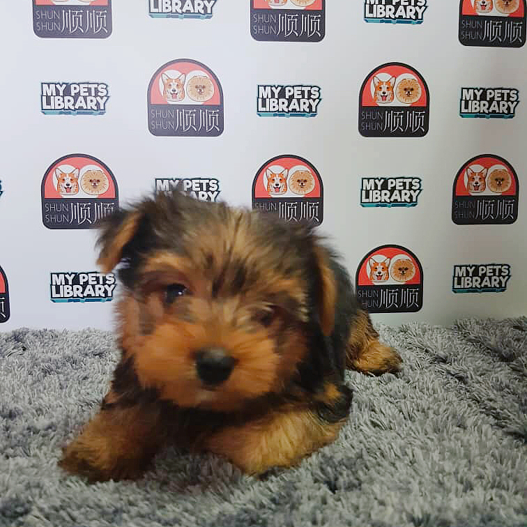 Yorkshire Terrier Puppy For Sale