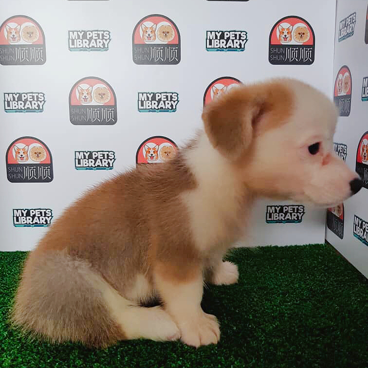 Corgi Puppy For Sale