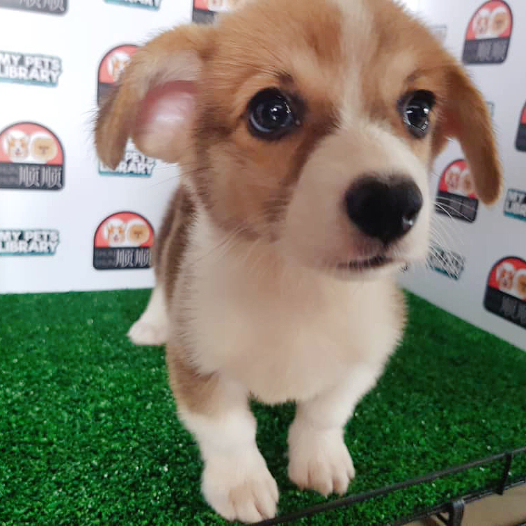 Corgi Puppy For Sale