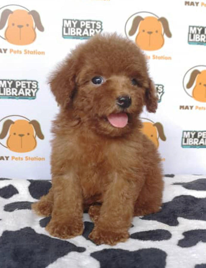 Toy Poodle Puppy For Sale (With MKA)