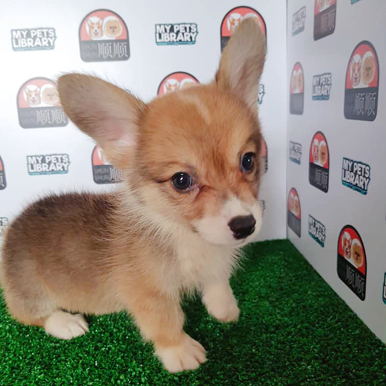 Corgi Puppy For Sale