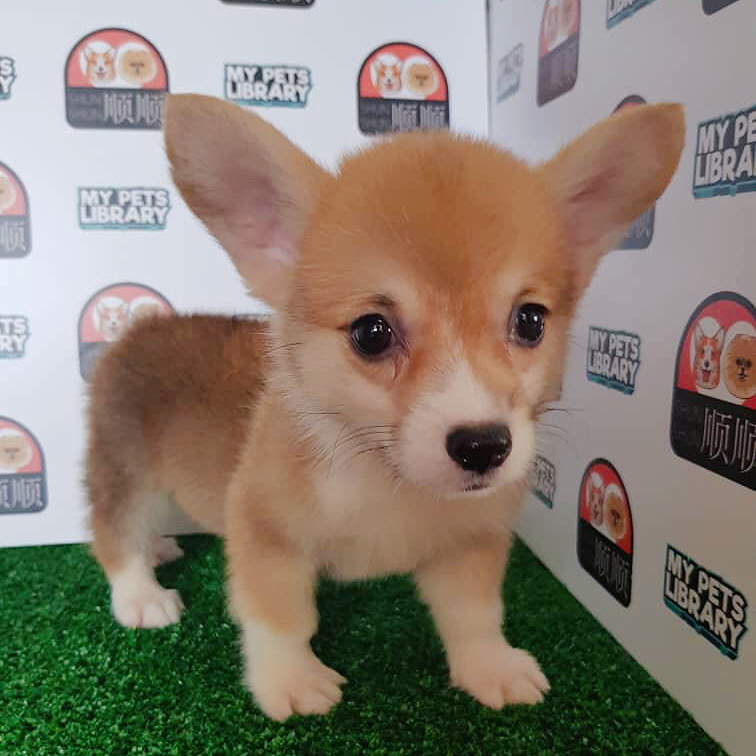 Corgi Puppy For Sale