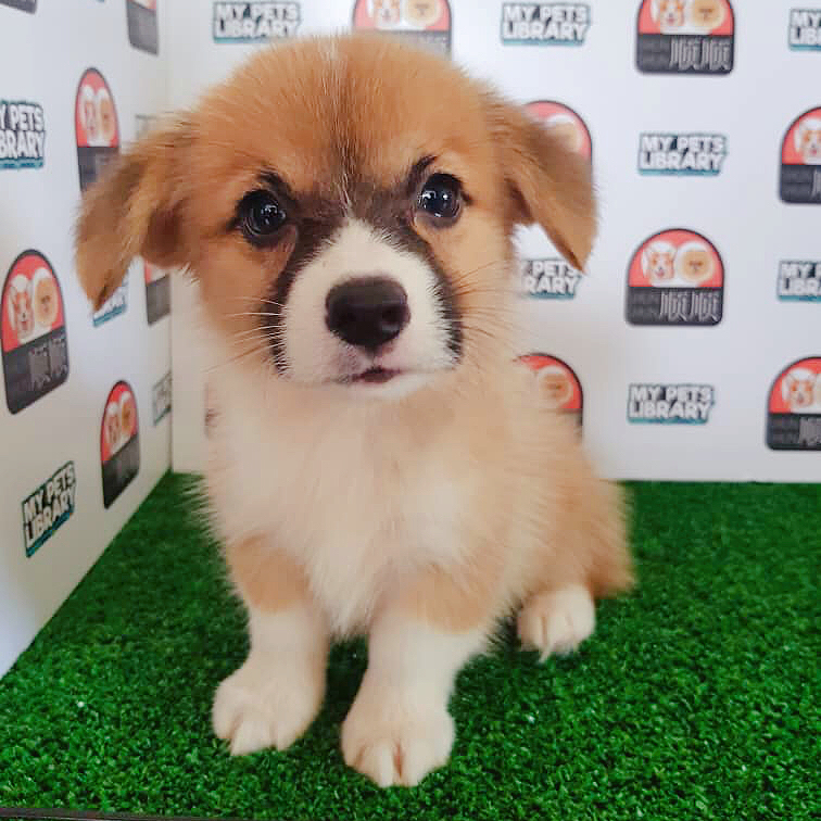 Corgi Puppy For Sale