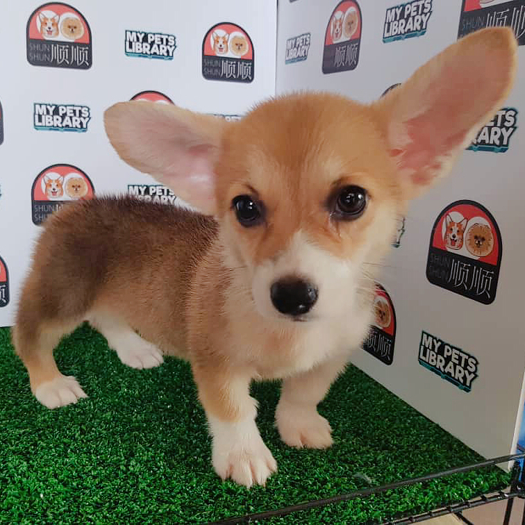 Corgi Puppy For Sale