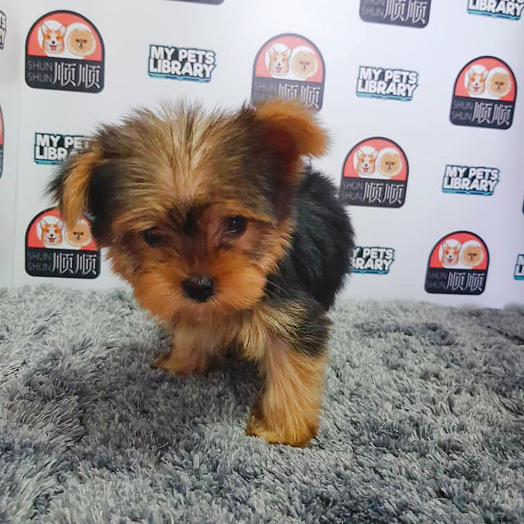 Yorkshire Terrier Puppy For Sale