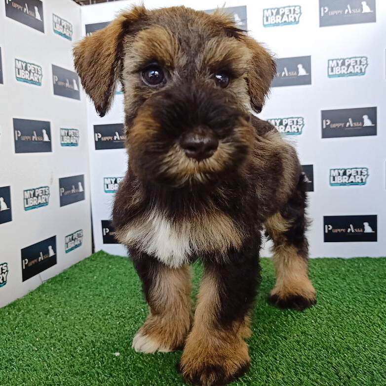 Miniature Schnauzer Puppy (Male) For Sale