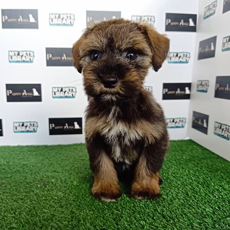 Miniature Schnauzer Puppy (Female) For Sale