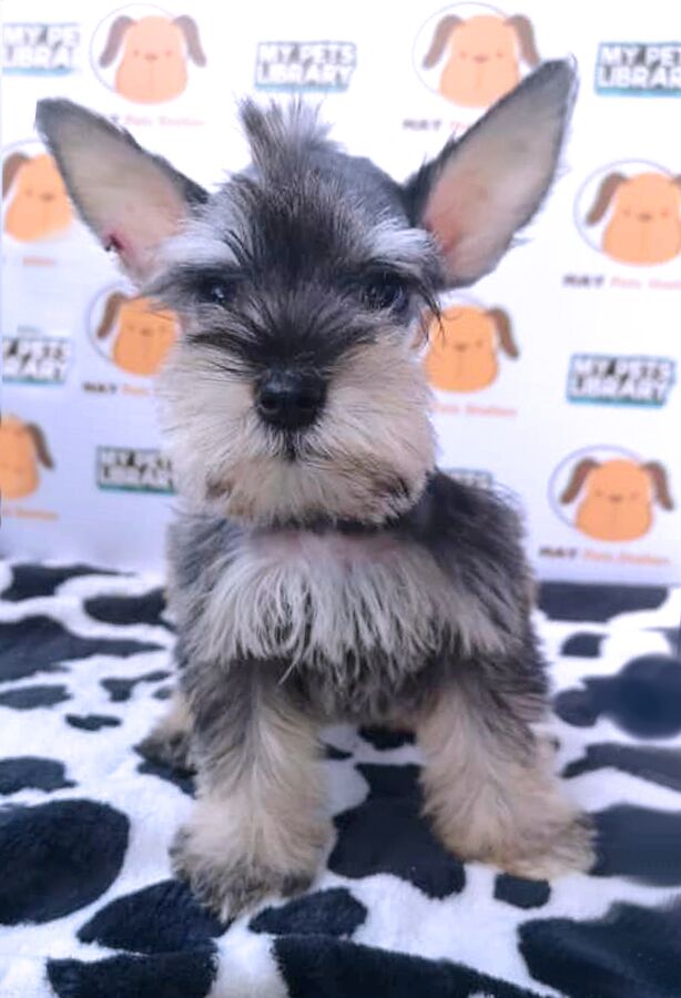 Schnauzer Puppy For Sale
