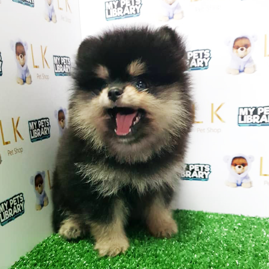 Black & Tan Pomeranian Puppy (Female) For Sale