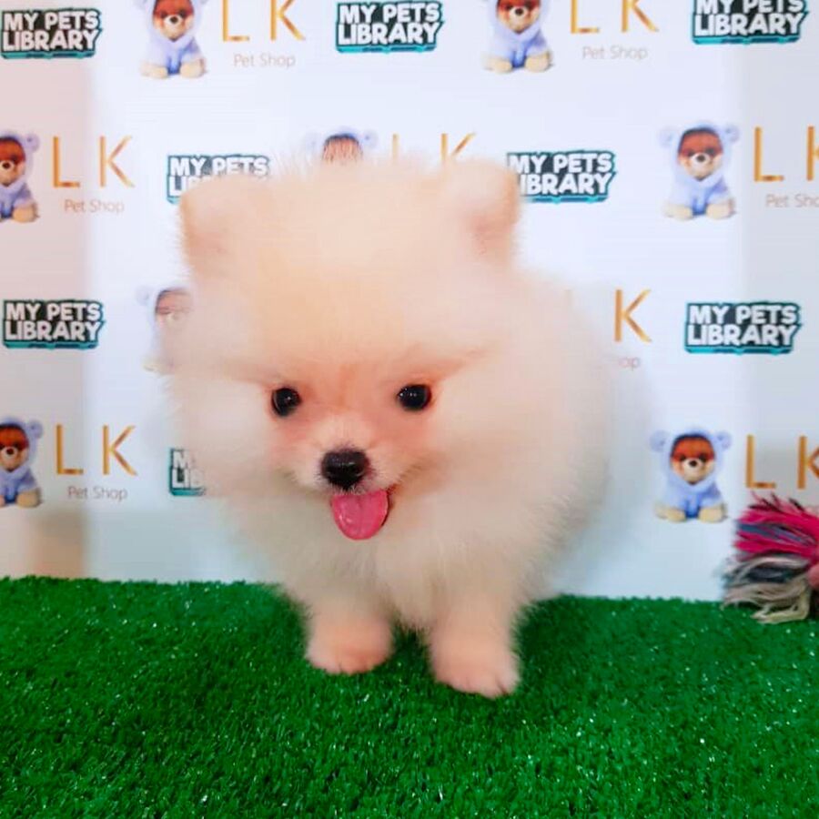 Orange Pomeranian Puppy (Male) For Sale