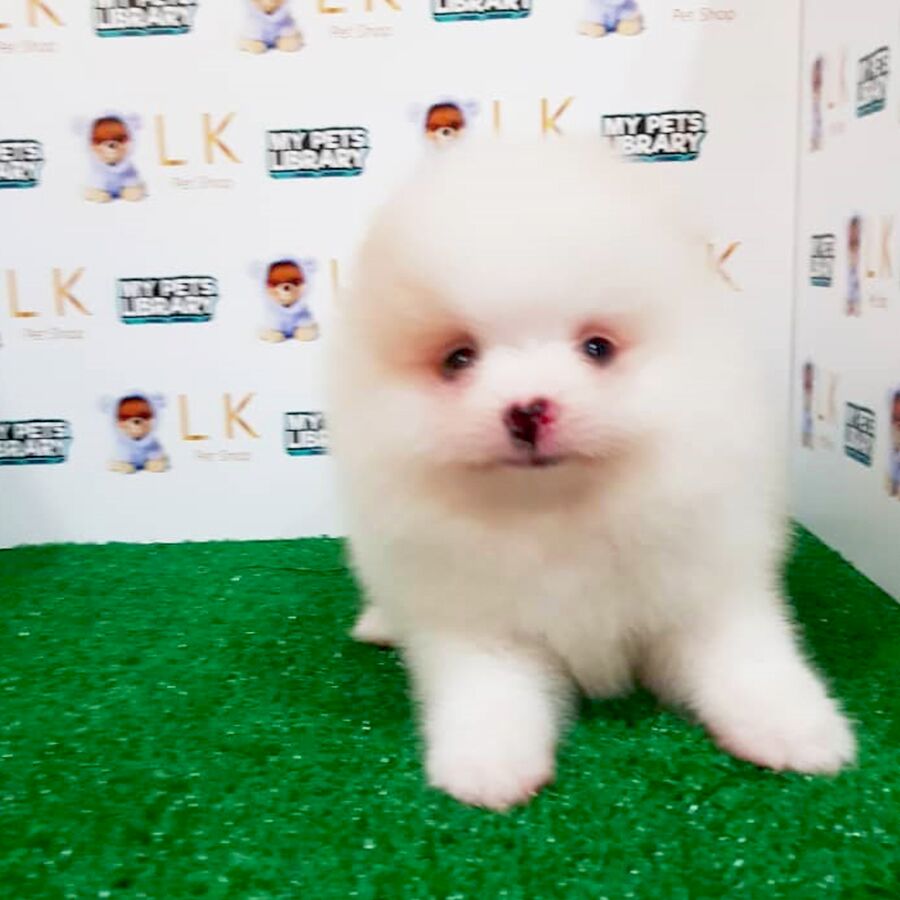 Parti Pomeranian Puppy (Male) For Sale