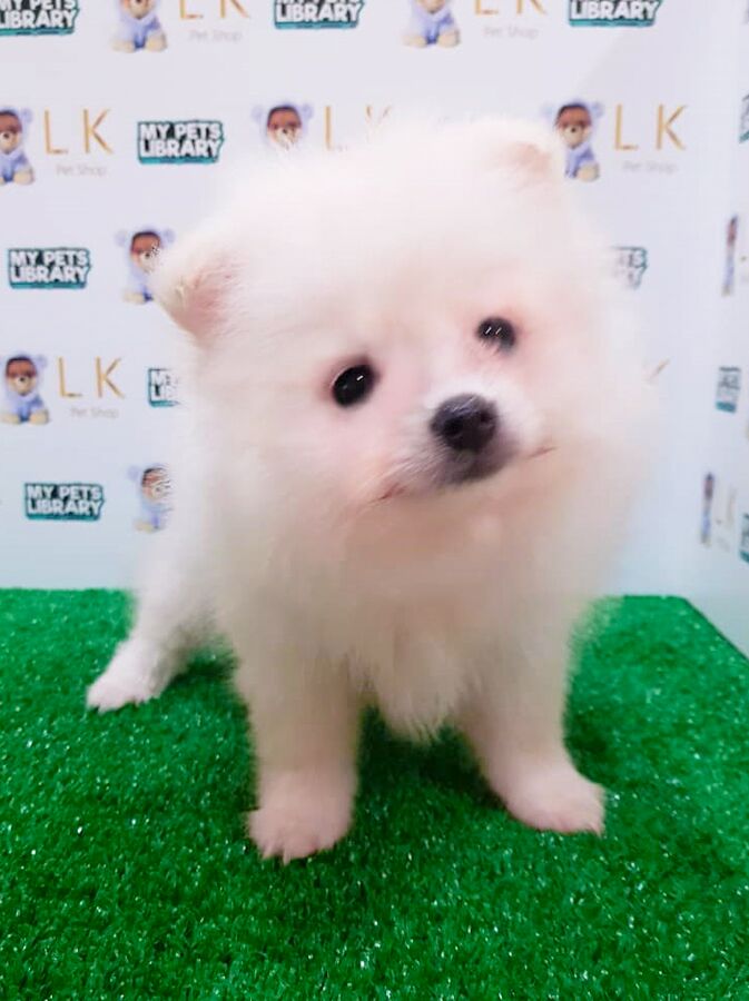Pomeranian Puppy For Sale