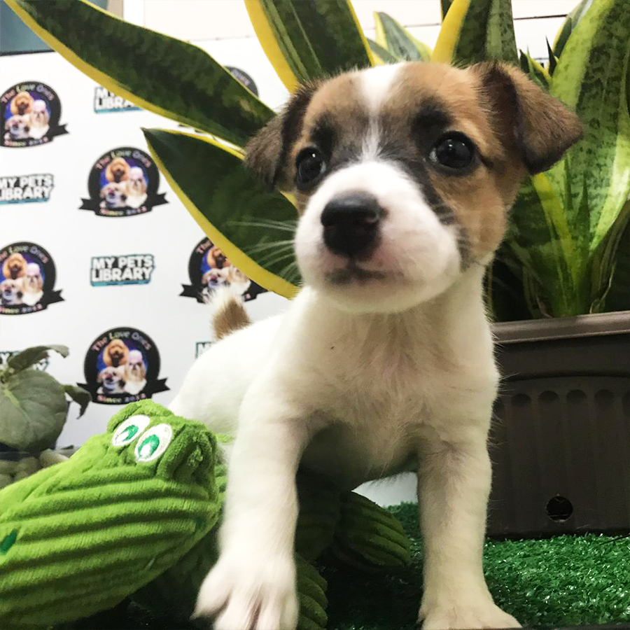 Jack Russell Puppy (Female) For Sale