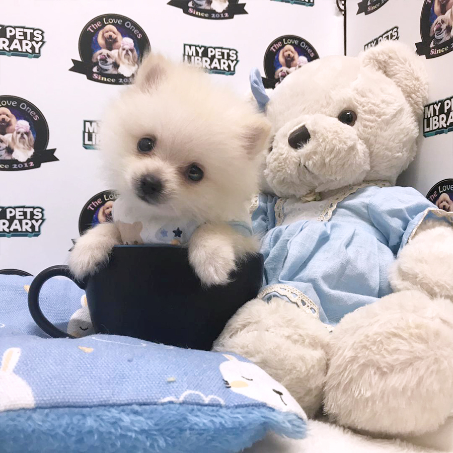Teacup Pomeranian Puppy (Male) For Sale