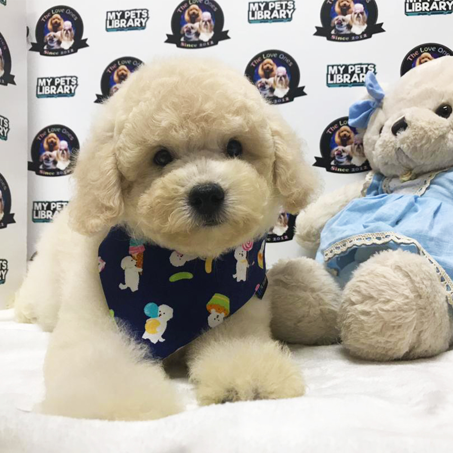 Cream White Standard Poodle Puppy (Male) For Sale