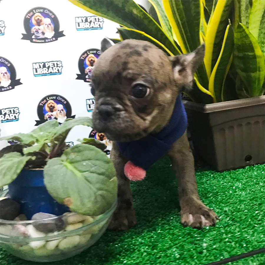 French Bulldog Puppy (Male) For Sale