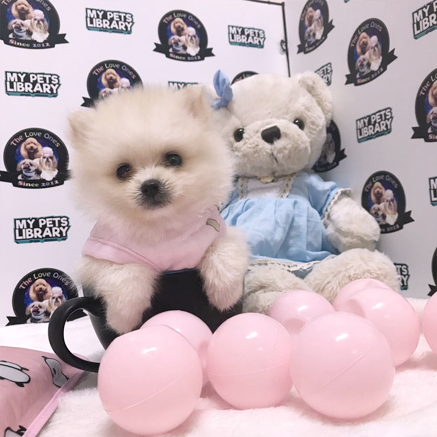 Teacup Pomeranian Puppy (Female) For Sale