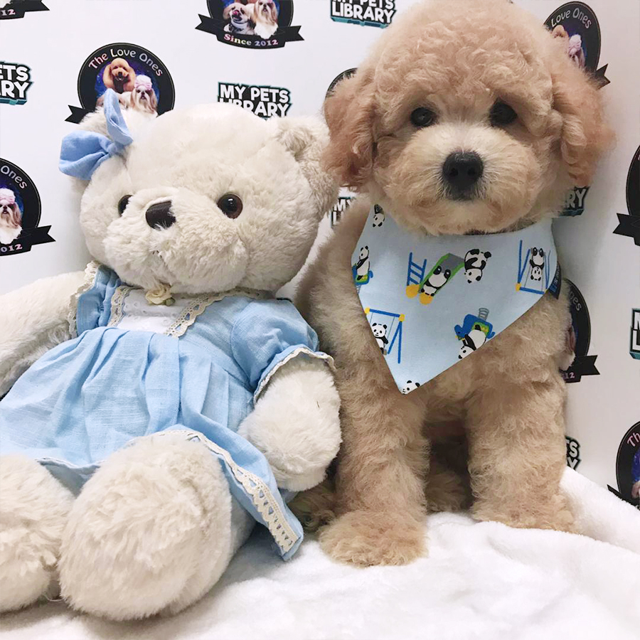 Light Brown Standard Poodle Puppy (Male) For Sale