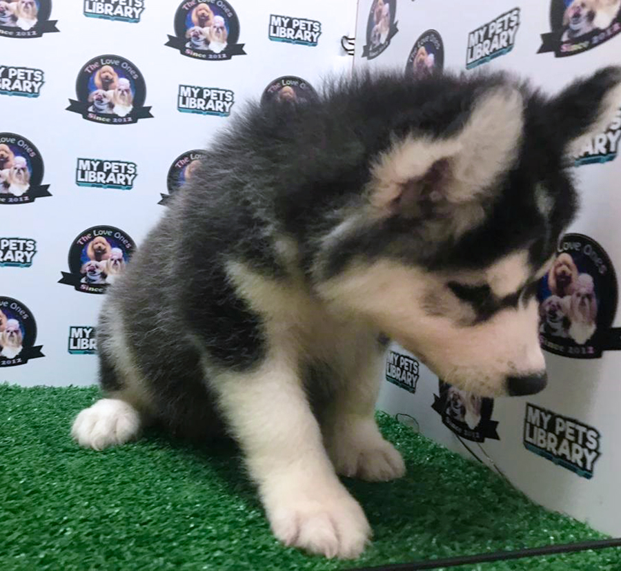 Alaskan Husky Puppy (Male) For Sale
