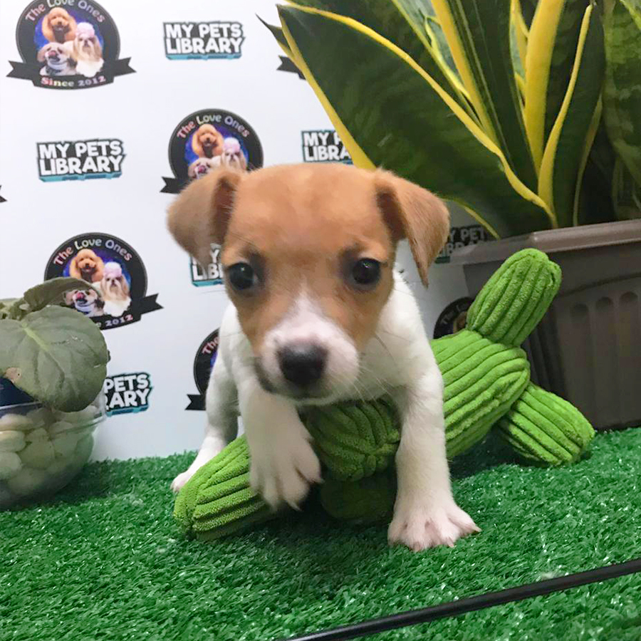 Jack Russell Terrier Puppy (Female) For Sale